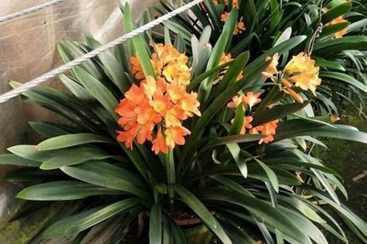 大蒜种下去没有施肥