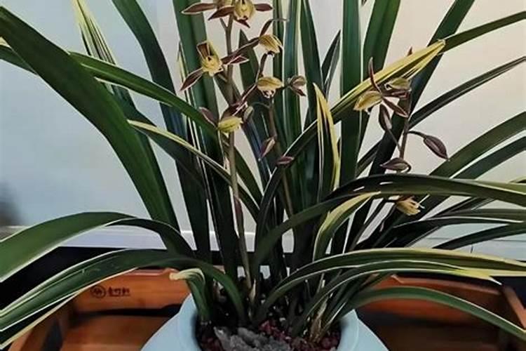 兰花什么时间开始喷磷酸二氢钾(叶面喷施浓度是多少)