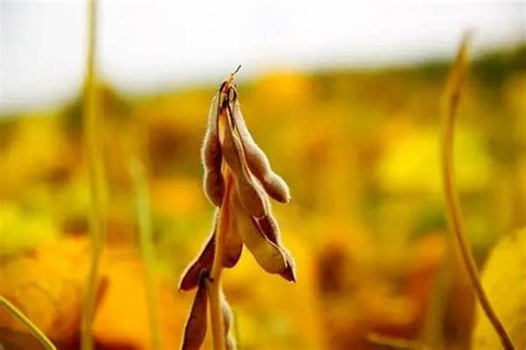 大豆开花期打什么叶面肥