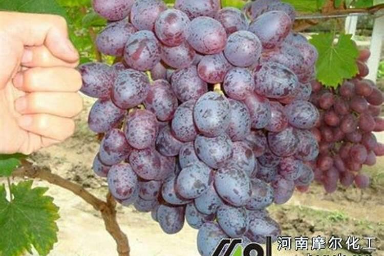葡萄花后施什么肥料