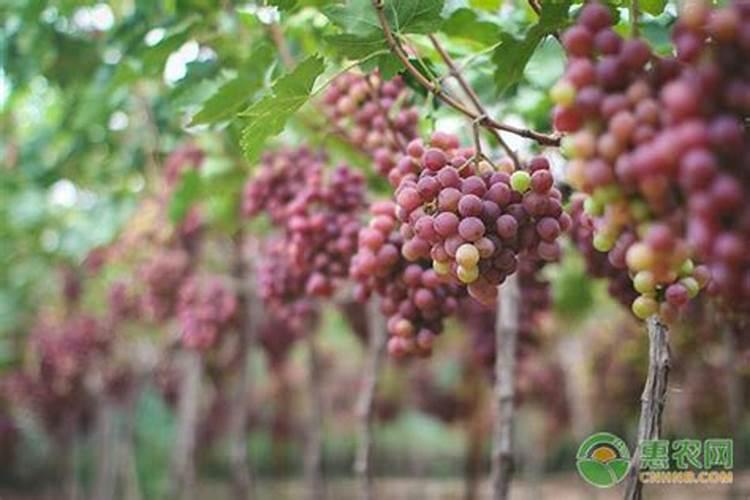 红提葡萄为什么不出果粉呢？什么原因