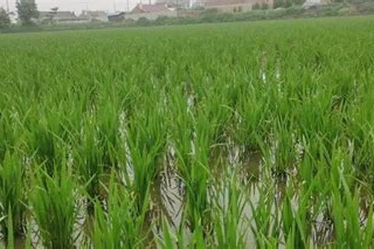 水稻没施底肥返青肥每亩用多少施分檗肥多少