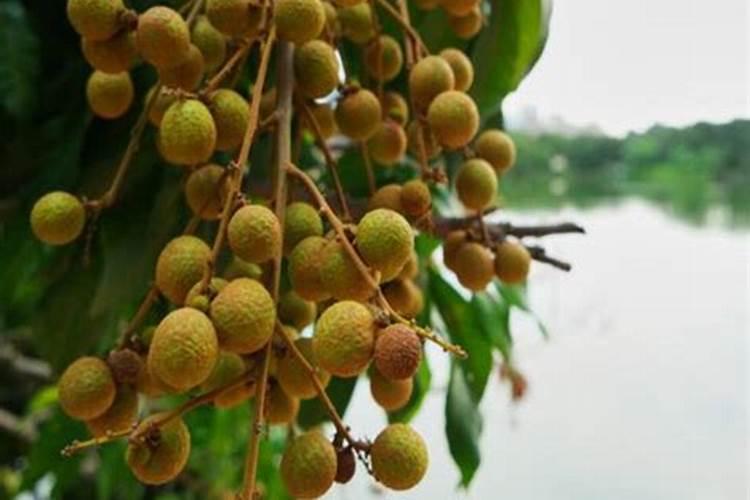 龙眼叶面喷什么好？如何帮助龙眼增甜？