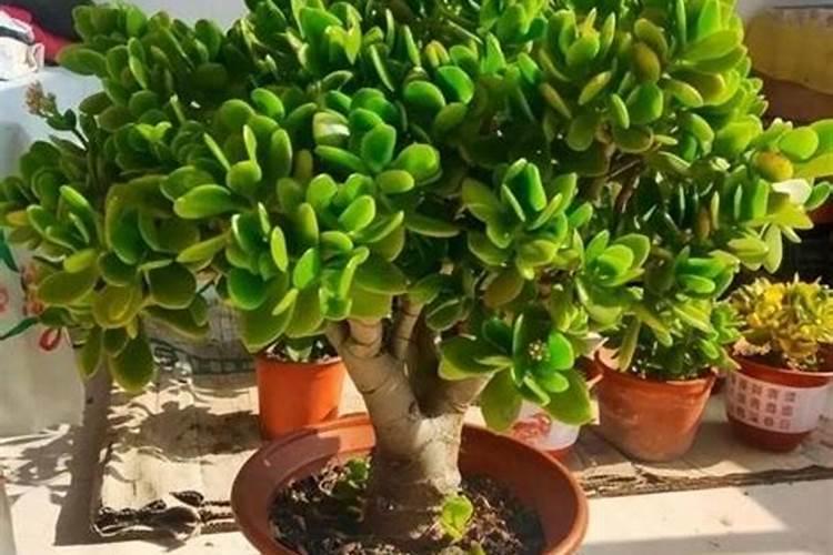 兰花施什么肥料最好用,兰花可以用复合肥施肥吗