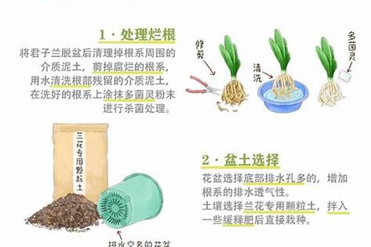 兰花怎样过冬 兰花的过冬方法