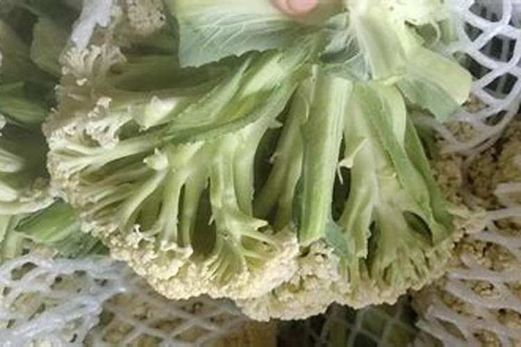 松花菜定植后,对肥水的要求都有哪些呢？