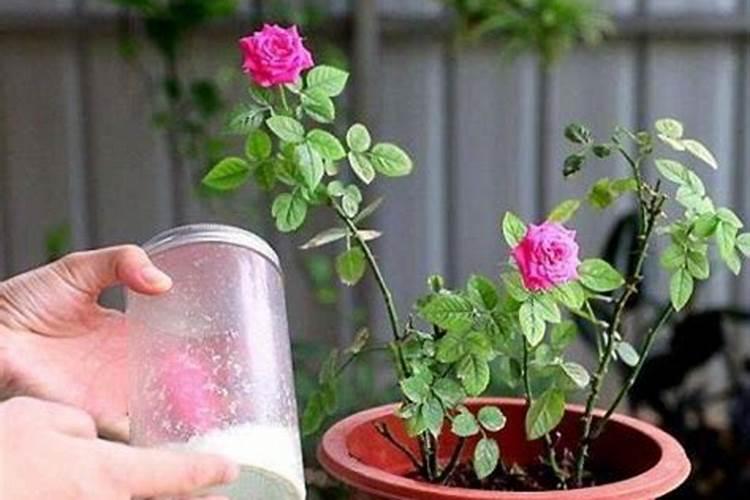 昙花长花蕾的时候可以施肥吗