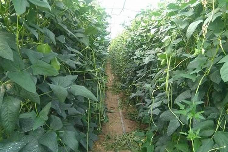 大棚里面刚栽的豆角叶子晒伤了怎么办？