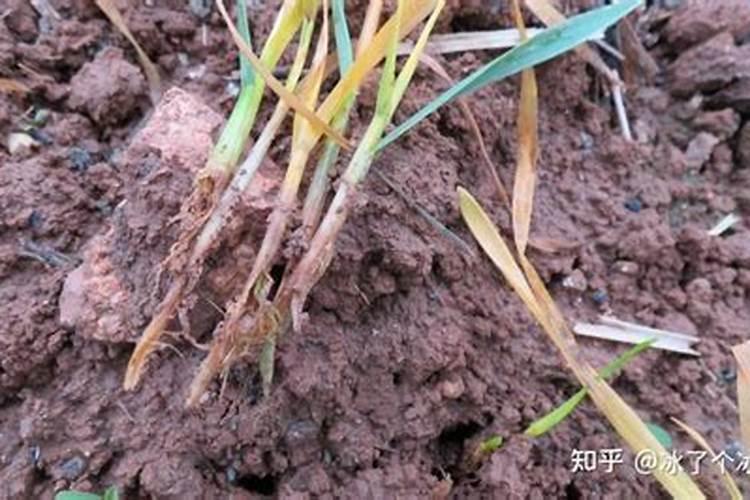 求助,小麦入冬出现干叶,烂根现象,求咋防治