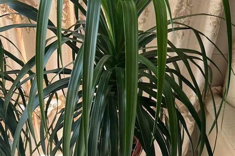 龙须树三种人不能养,都有哪些人