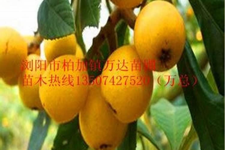 腐植酸是干什么用的？多少钱一吨？