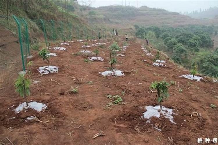 荔枝施什么肥料最好