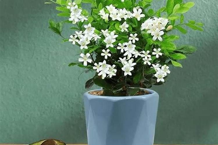 九里香上什么肥开花最多 施肥方法是什么