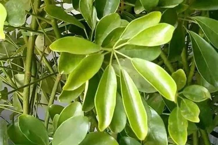 氮肥养花使用方法