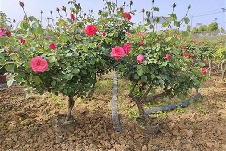 夏季养月季怎么施肥