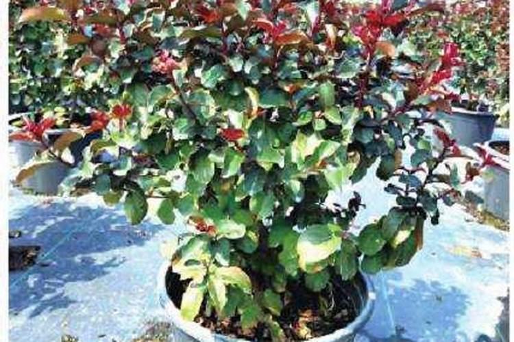 紫薇树生长期间需要怎么样管理