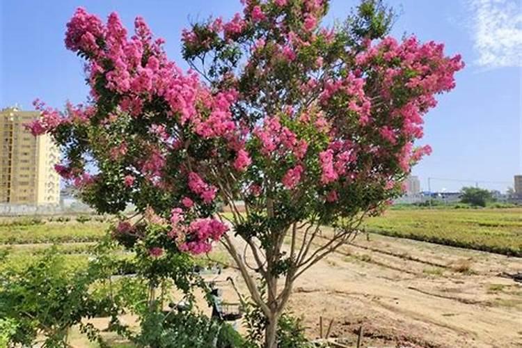 如何让紫薇树长得更快一些