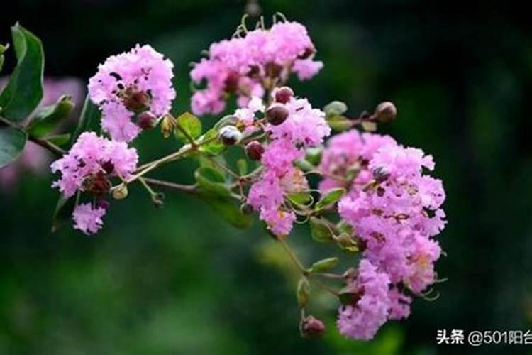 如何让紫薇树长得更快一些