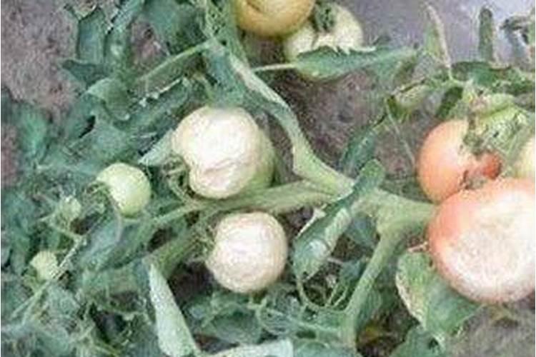 中量元素水溶肥料叶绿素有害吗？