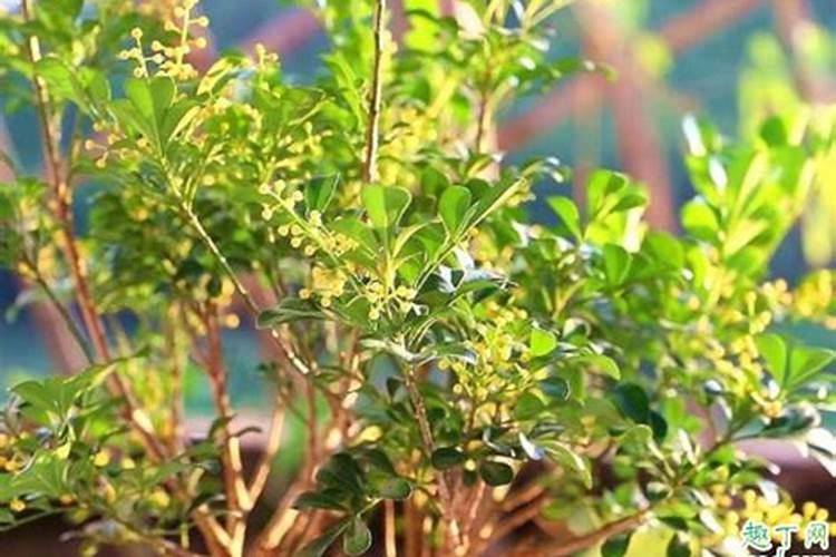 米兰花的养殖方法