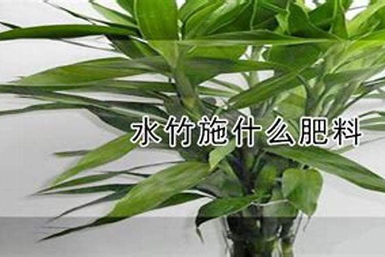 水竹怎么养才长得好的养殖方法和注意事项