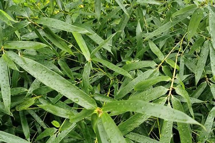 耐寒四季常绿水生植物 耐寒四季常绿水生植物有哪些