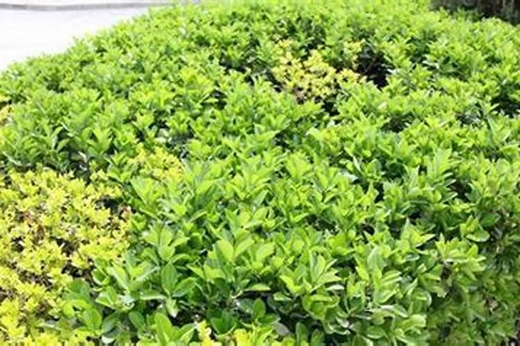 米叶冬青盆景养殖方法(栽培米叶冬青的管理要点)