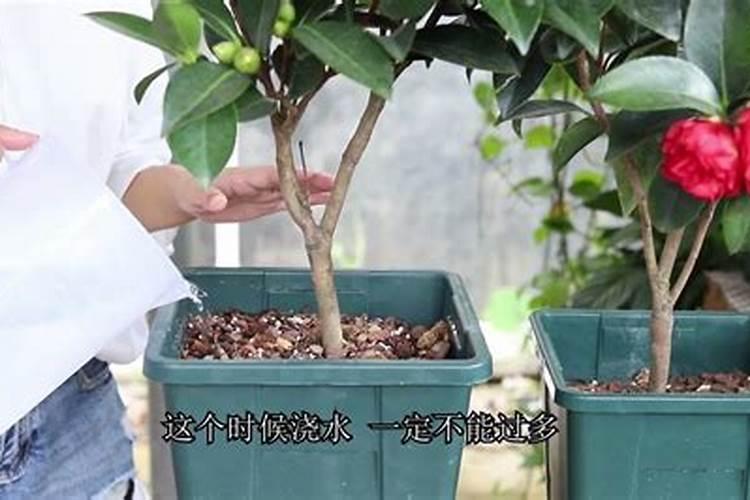 玉米从播种到成熟需要追肥几次