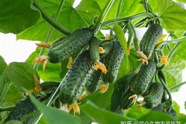 叶面肥过量有什么现象 会造成哪些影响