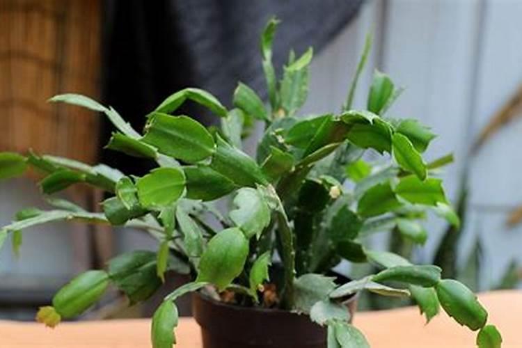 芝麻田阔叶杂草用什么除草剂好？