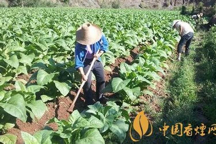 梅花能用赤玉土种吗