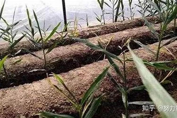 李子树怎么施肥？你整对了吗