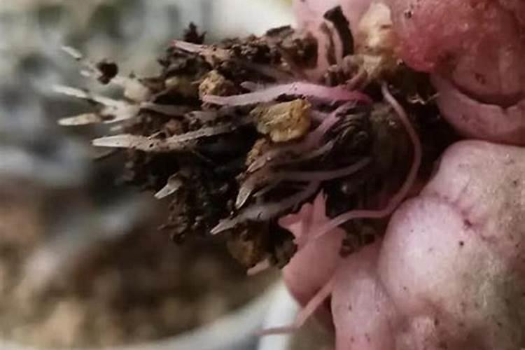 多肉植物施什么肥容易爆盆