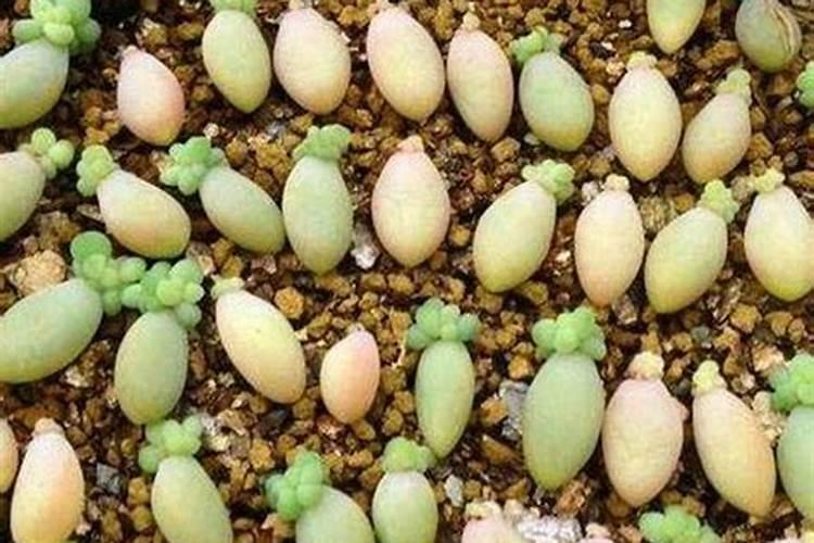 多肉新玉缀怎么养 多肉新玉缀如何养