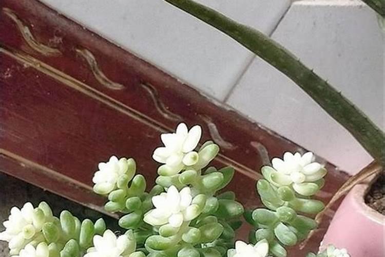 新玉缀多肉的养殖方法是什么 需要满足哪些条件