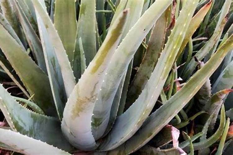 芦荟植物怎么养肥料(芦荟植物怎么养肥料？揭秘芦荟养护与施肥技巧...