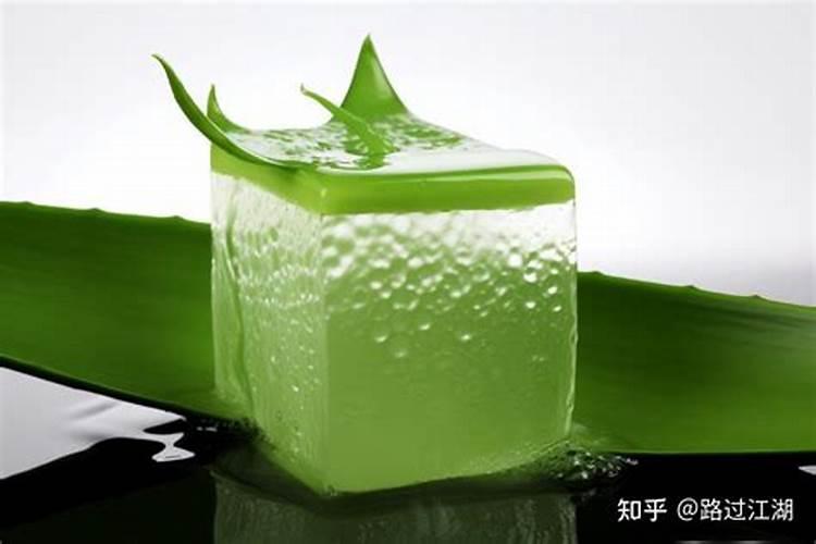 芦荟在冬天怎么养护