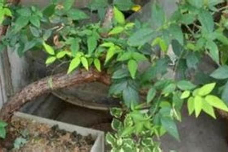 如何让山木香生根