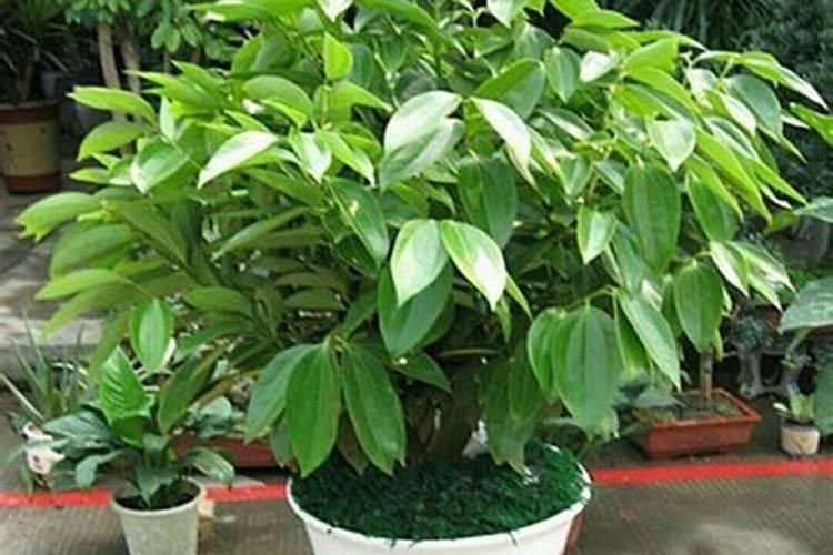 平安树施什么肥最好