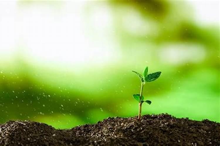 平安树什么时候施肥 平安树哪时候施肥和怎样施肥呢