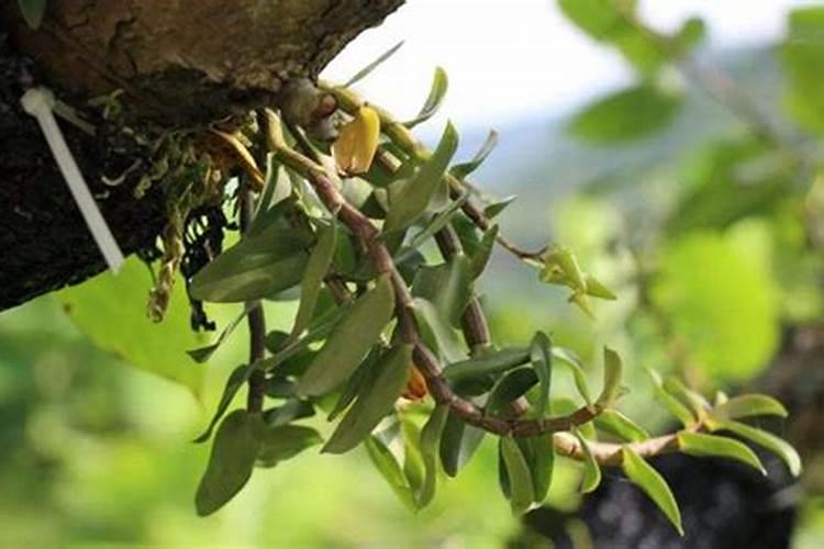 石斛施肥方法和注意事项 铁皮石斛施肥技术及其注意事项