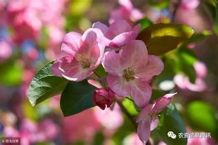 水稻施磷肥有什么作用