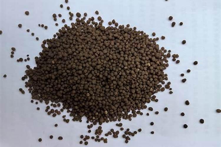 君子兰需要什么肥料