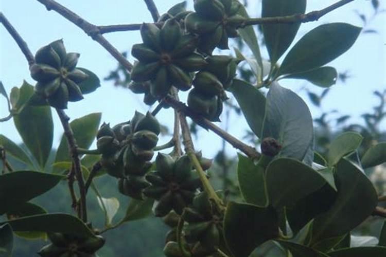 八角开花期打保花保果药会影响授粉吗？