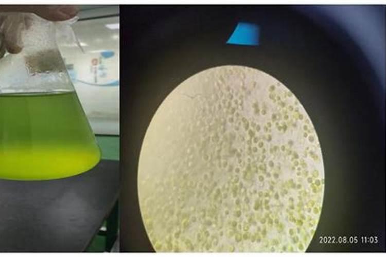 小球藻在家怎么培养