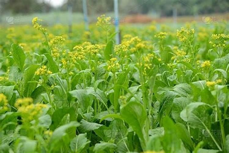 芸苔素的作用和使用方法,芸苔素如何分辨真假