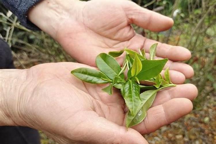 怎样区别尿素和钾肥