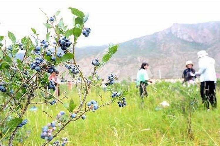 蓝莓种植,蓝莓可以使用冲施肥吗？