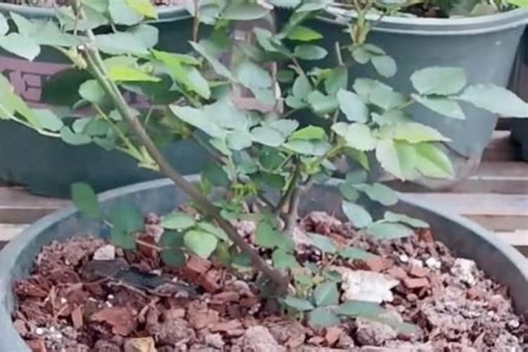 日常生活中如何养好月季