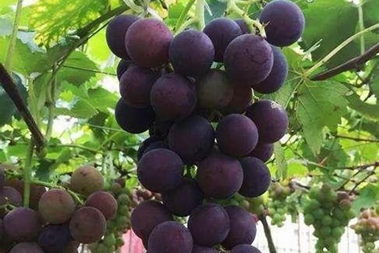 巨峰葡萄追施什么肥料好？巨峰葡萄喷什么叶面肥结果多？巨峰葡萄叶面肥用...